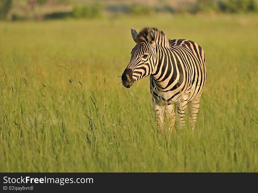 Plains Zebra On The African Savanna