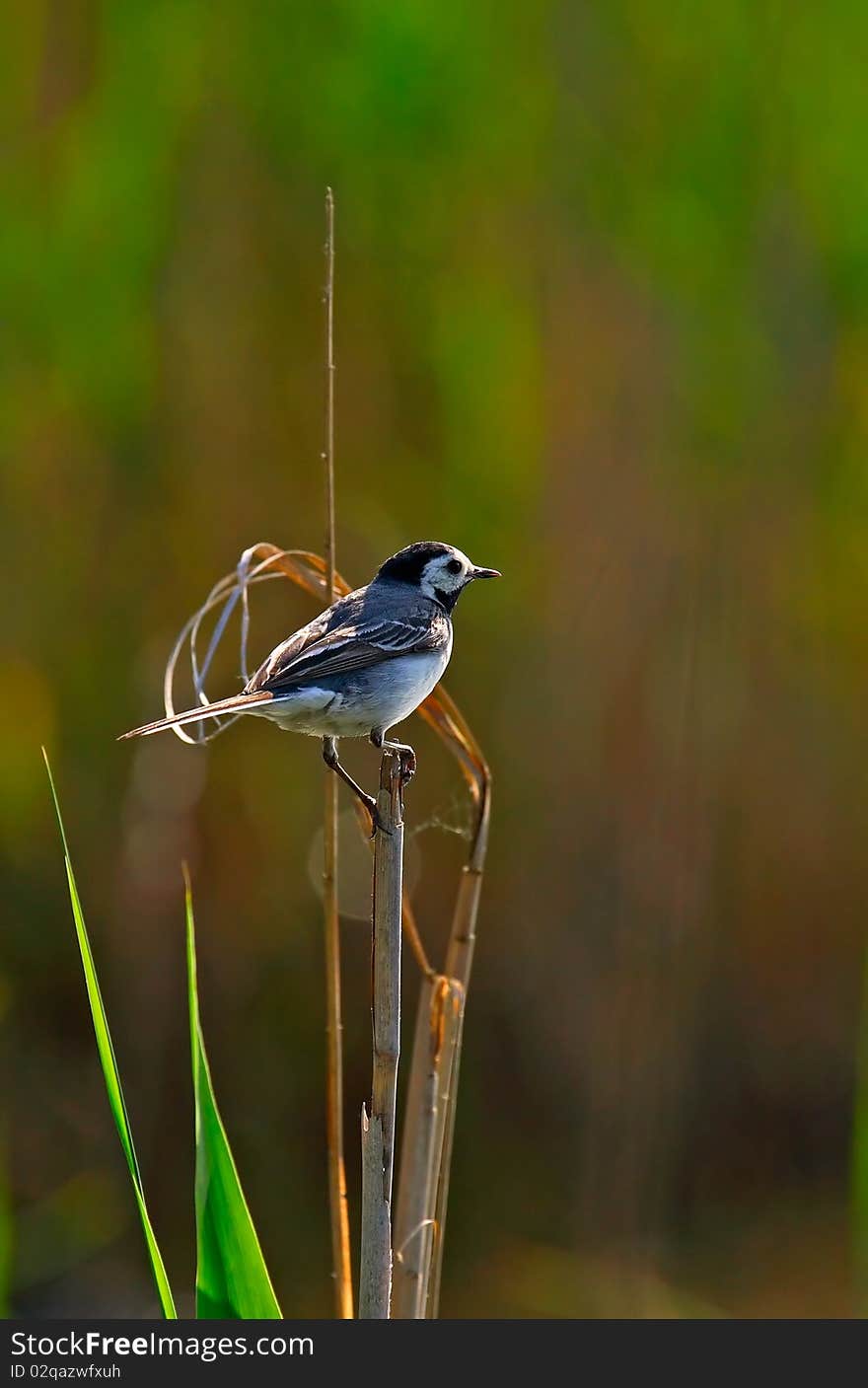 White wagtail  in backlight