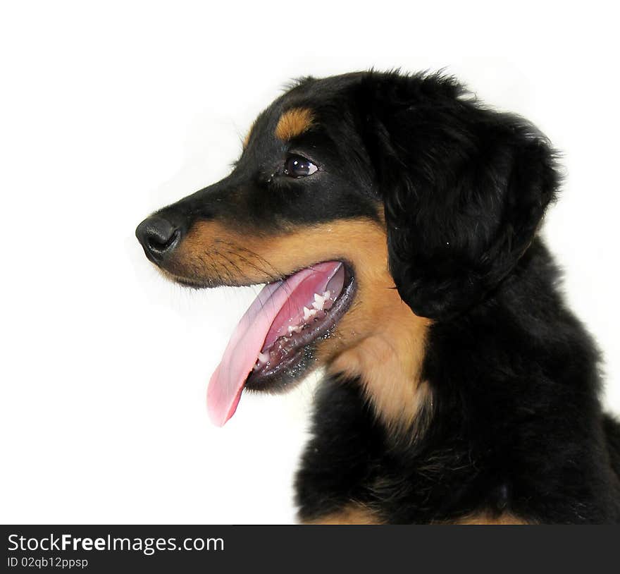 Studio photo of isolated hovawart puppy. Studio photo of isolated hovawart puppy