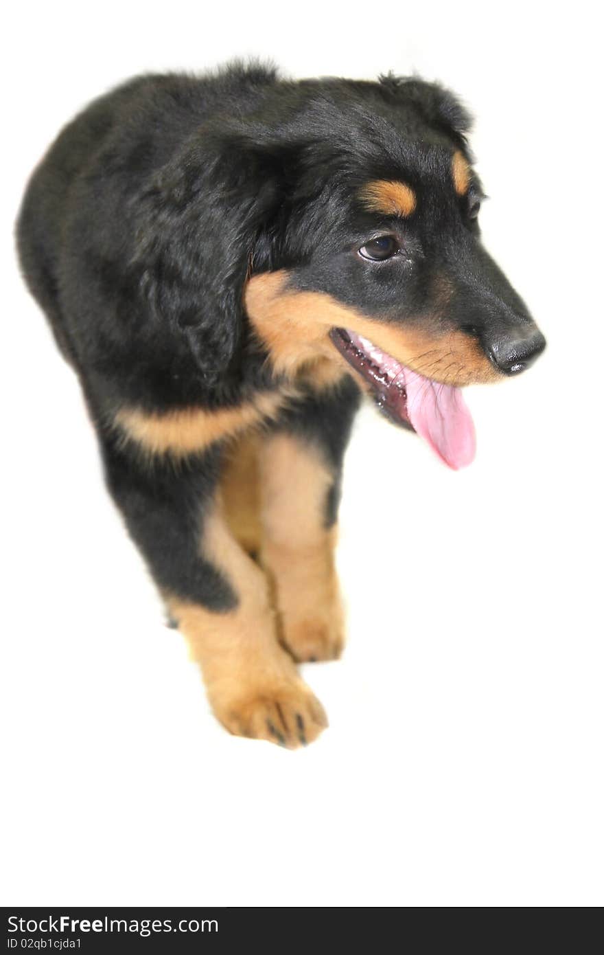 Studio photo of isolated hovawart puppy. Studio photo of isolated hovawart puppy