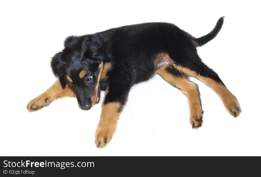 Studio photo of isolated hovawart puppy. Studio photo of isolated hovawart puppy