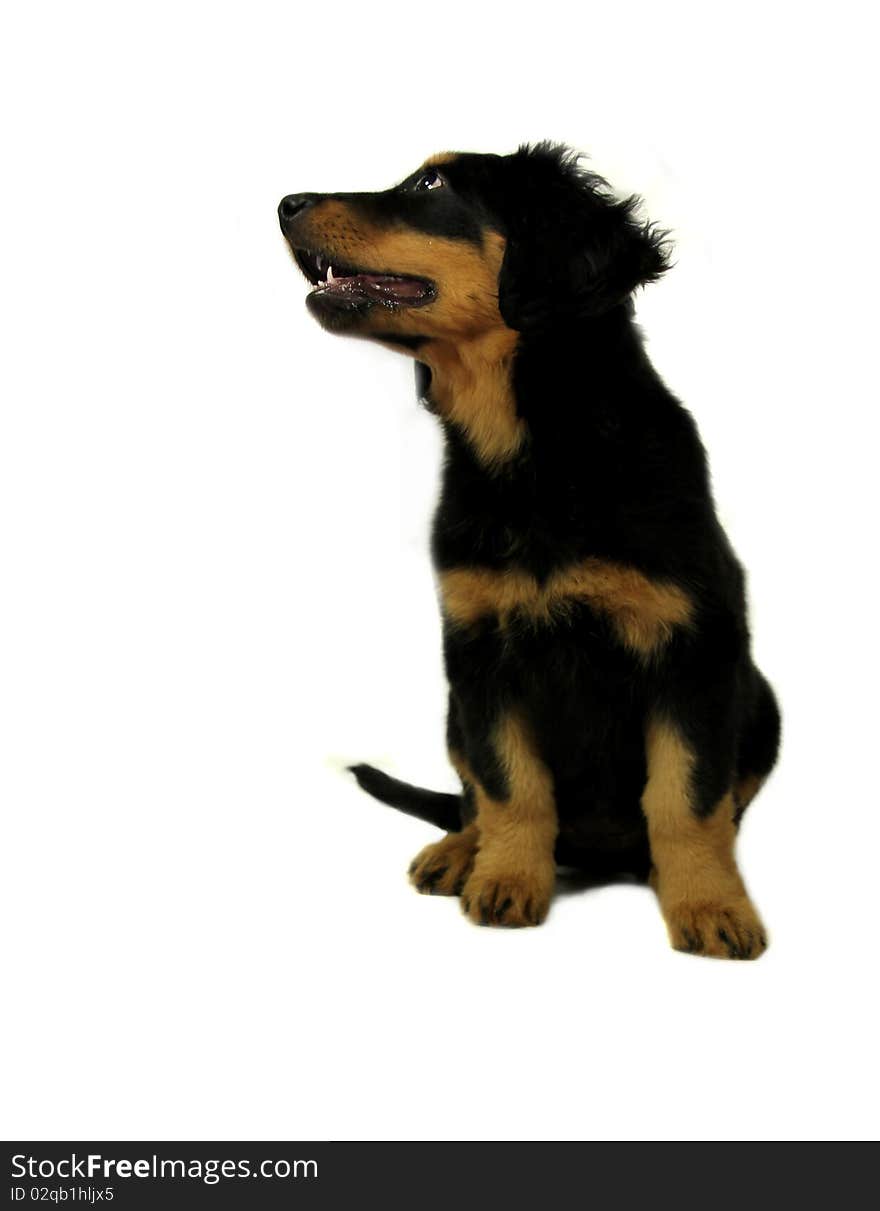 Studio photo of isolated hovawart puppy. Studio photo of isolated hovawart puppy