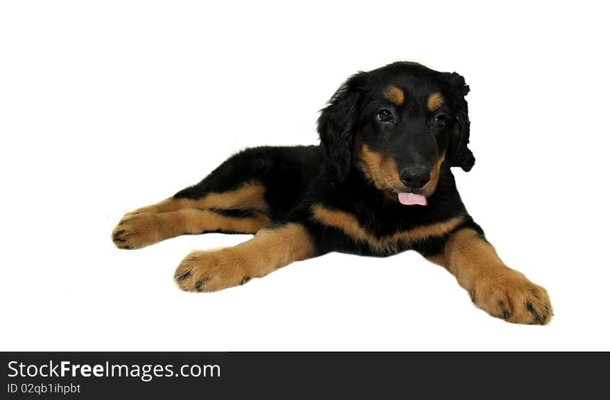 Studio photo of isolated hovawart puppy. Studio photo of isolated hovawart puppy