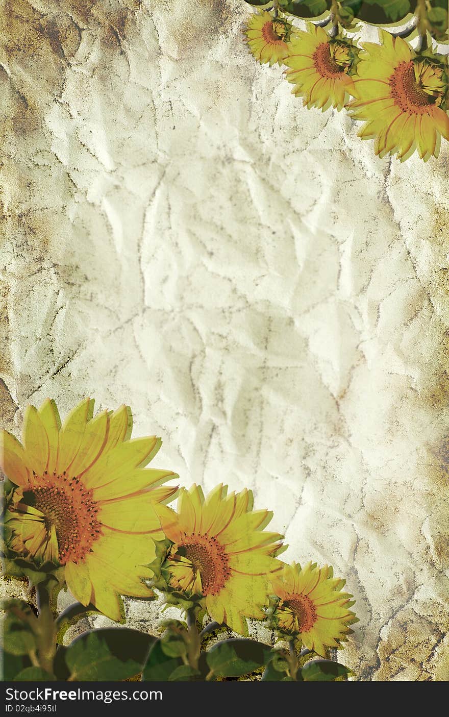 Texture of old, crushed paper with sunflowers. Texture of old, crushed paper with sunflowers