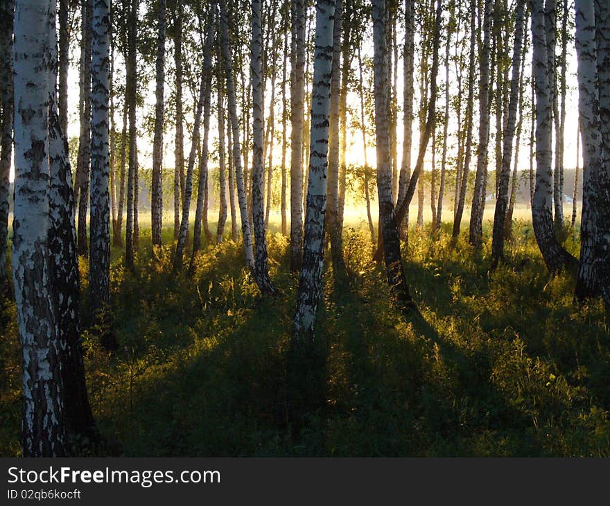 Sunset in the forest