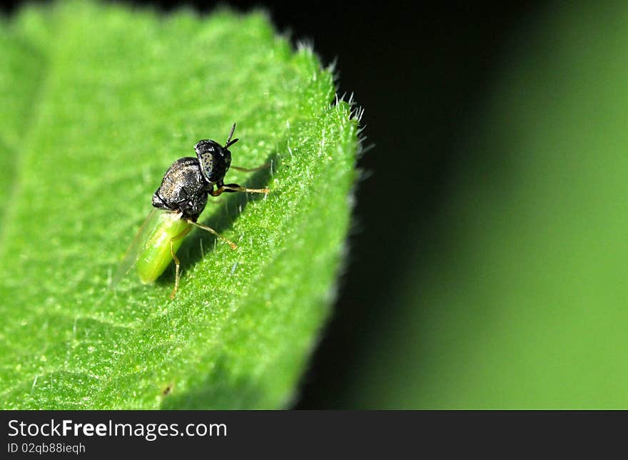 A green bee setting on the leaf