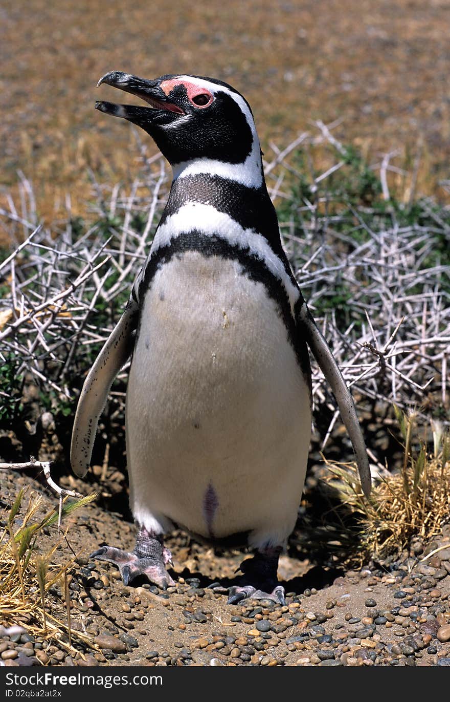 Magellanic penguin (Spheniscus magellanicus)