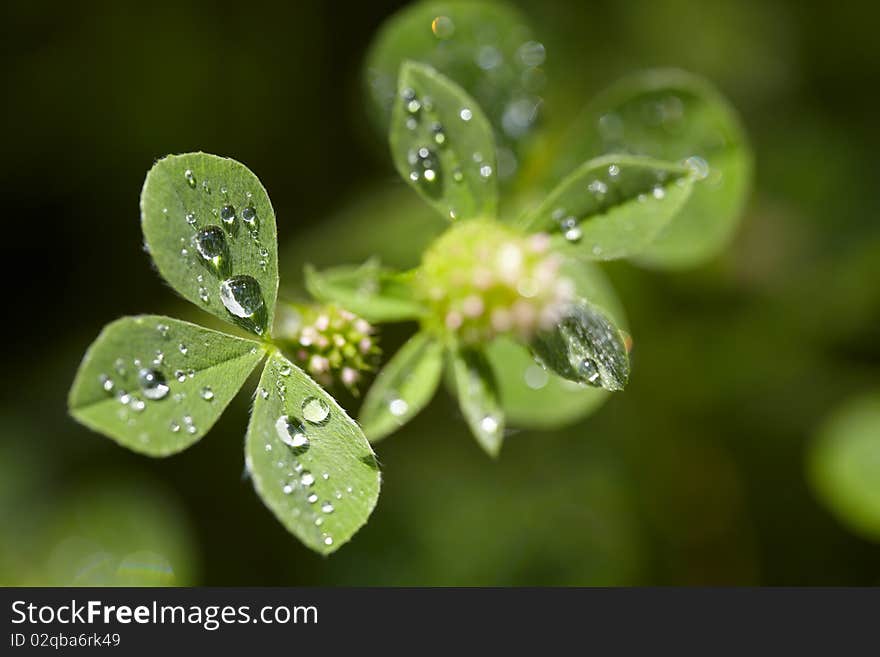 Clover with water drops after rain. Clover with water drops after rain