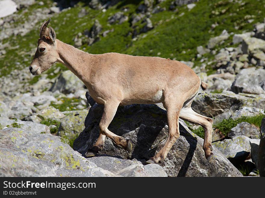 Wild tur in a Caucasus mountains