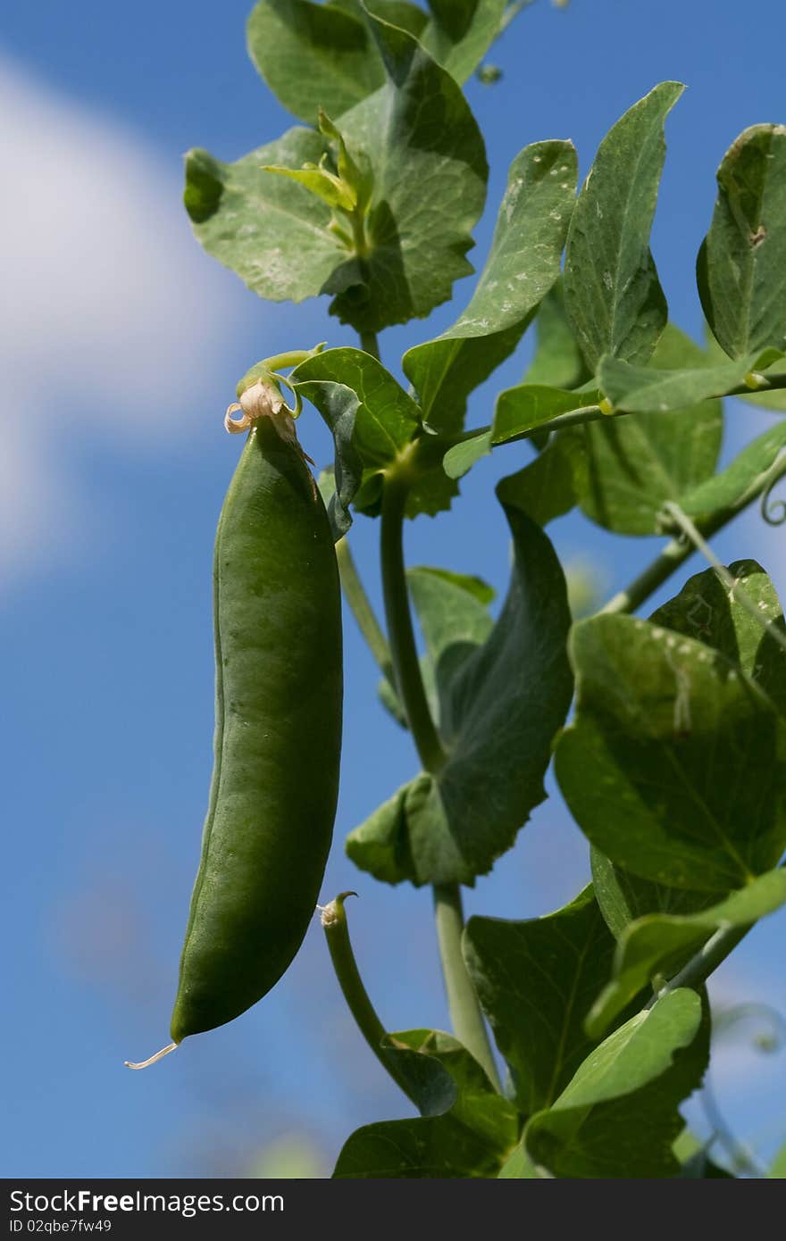 Green peas