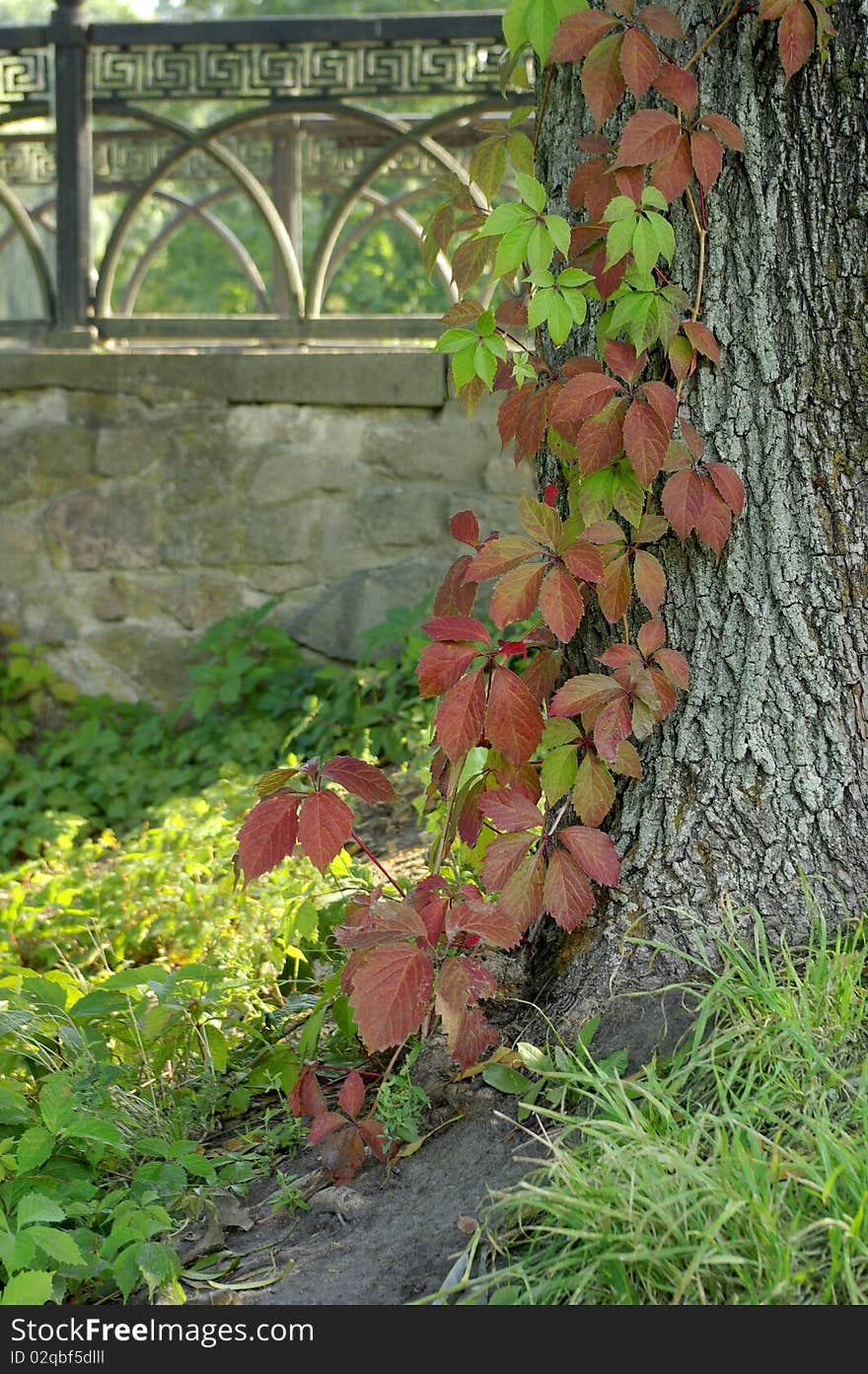 Ivy growing on a tree in the park. Ivy growing on a tree in the park