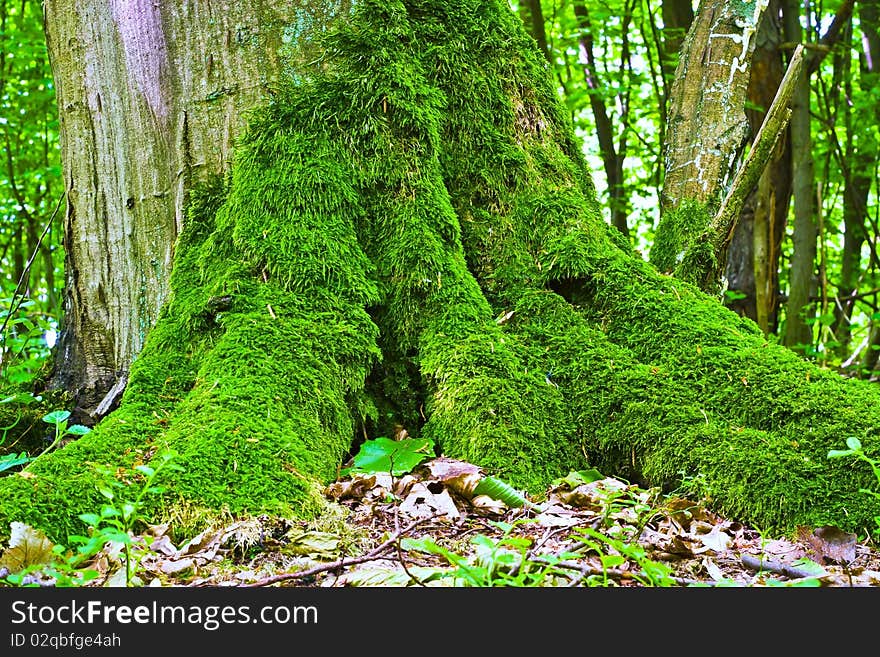 Plants for natural background, fluffy wild plant grouped in sunny day