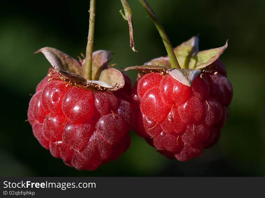 Berry raspberry red ripe fresh on branch