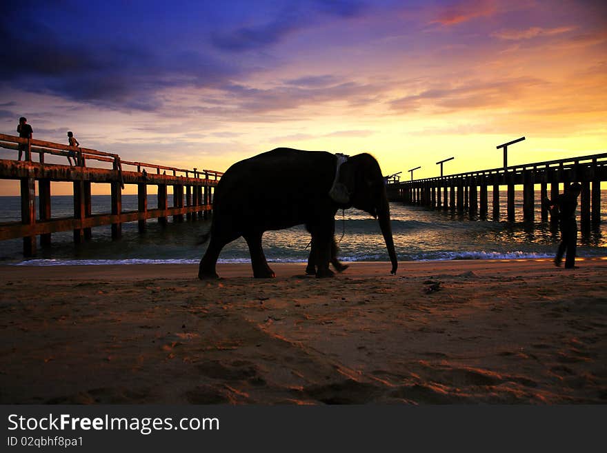 Elephant On The Beach