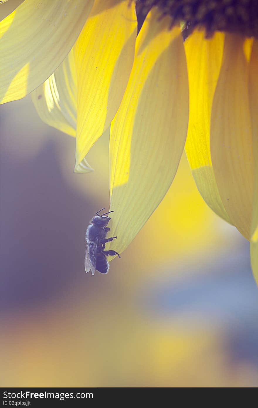 Bee on sunflower