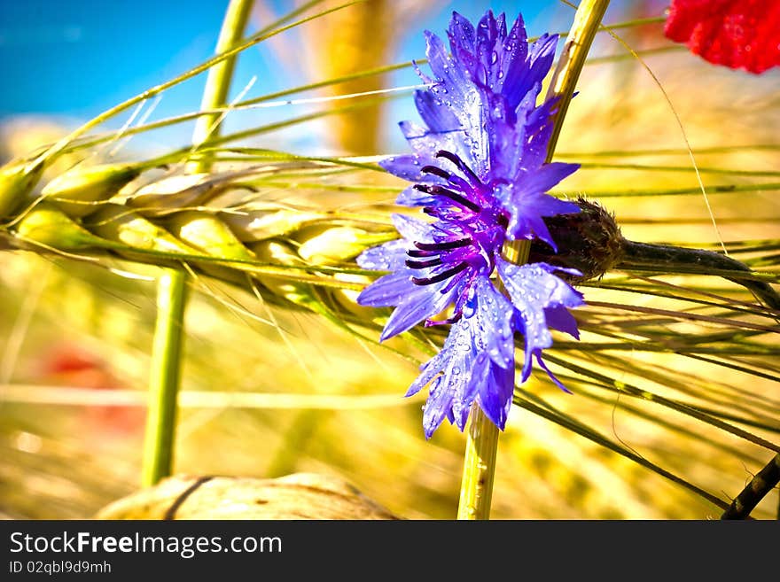 Flowers