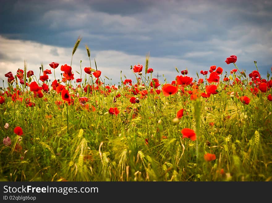 Flowers