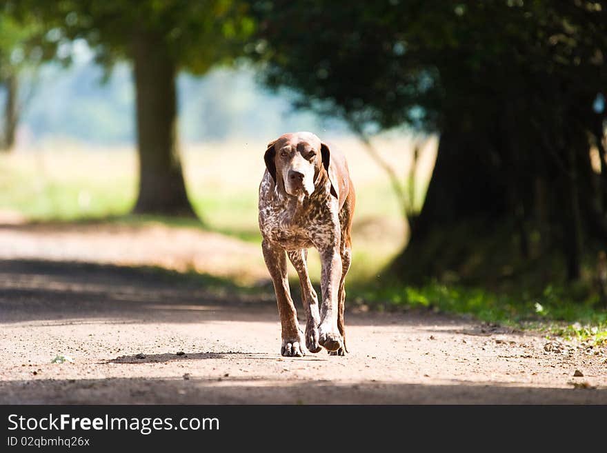 Funny dog without name in sunny day