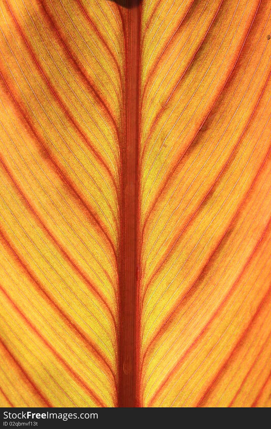 Detailed texture red sheet tree