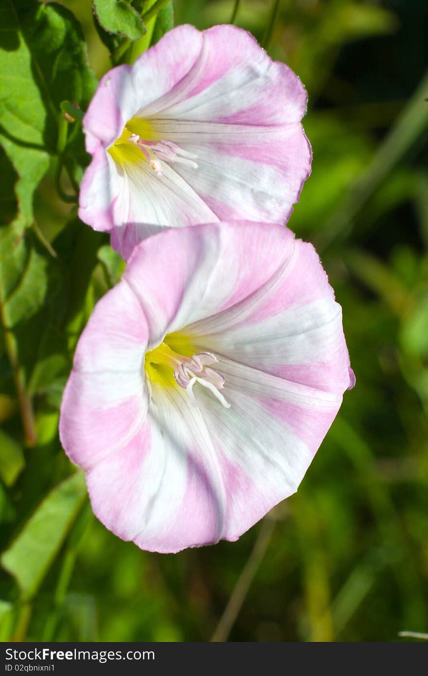 Flowers