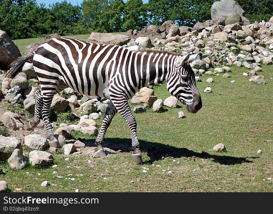 Photo of zebra in a shaded oasis, perfect for different type of design.