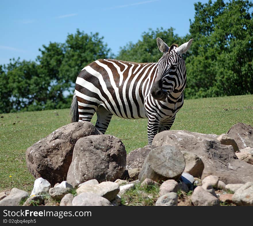 Portrait of a Zebra