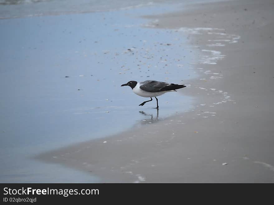 This tern is wading into the tide.