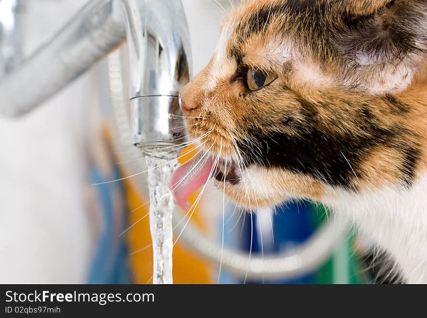 The cat drinks from the crane