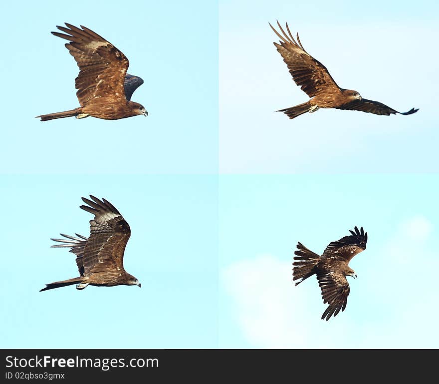 Black kite_01