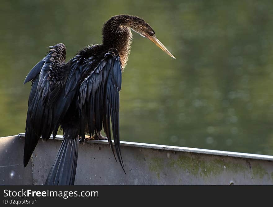 Anhinga drying after fishing for breakfast.