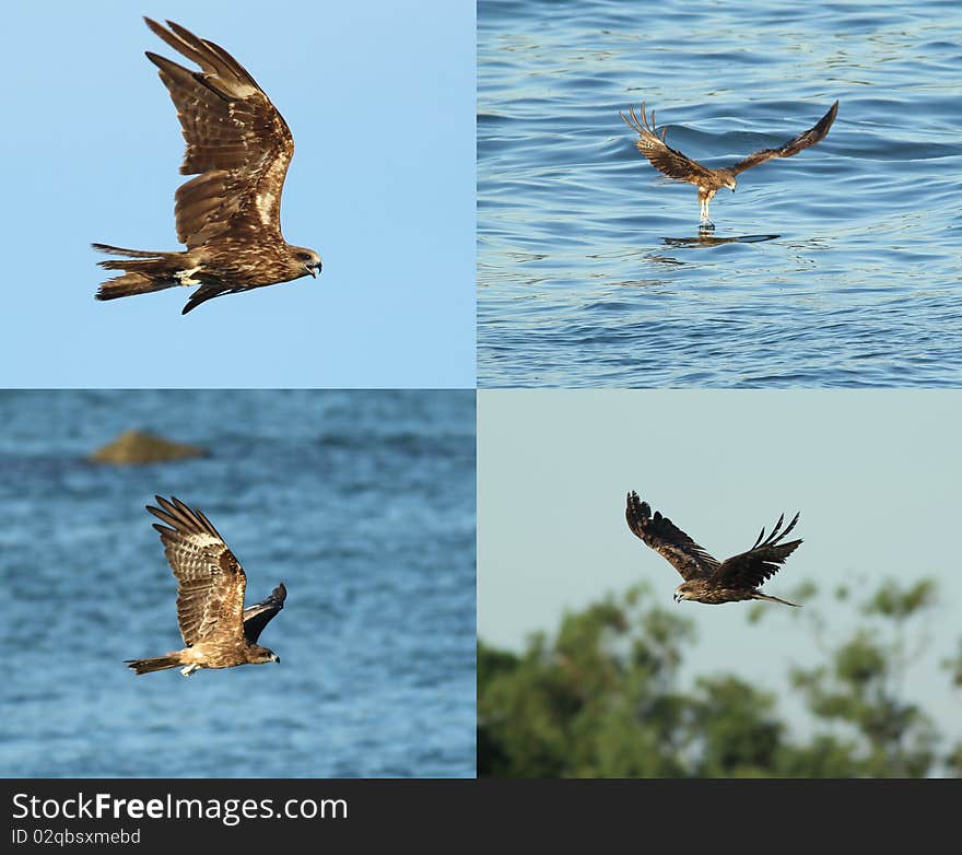 4 Black Kites under blue sky. 4 Black Kites under blue sky