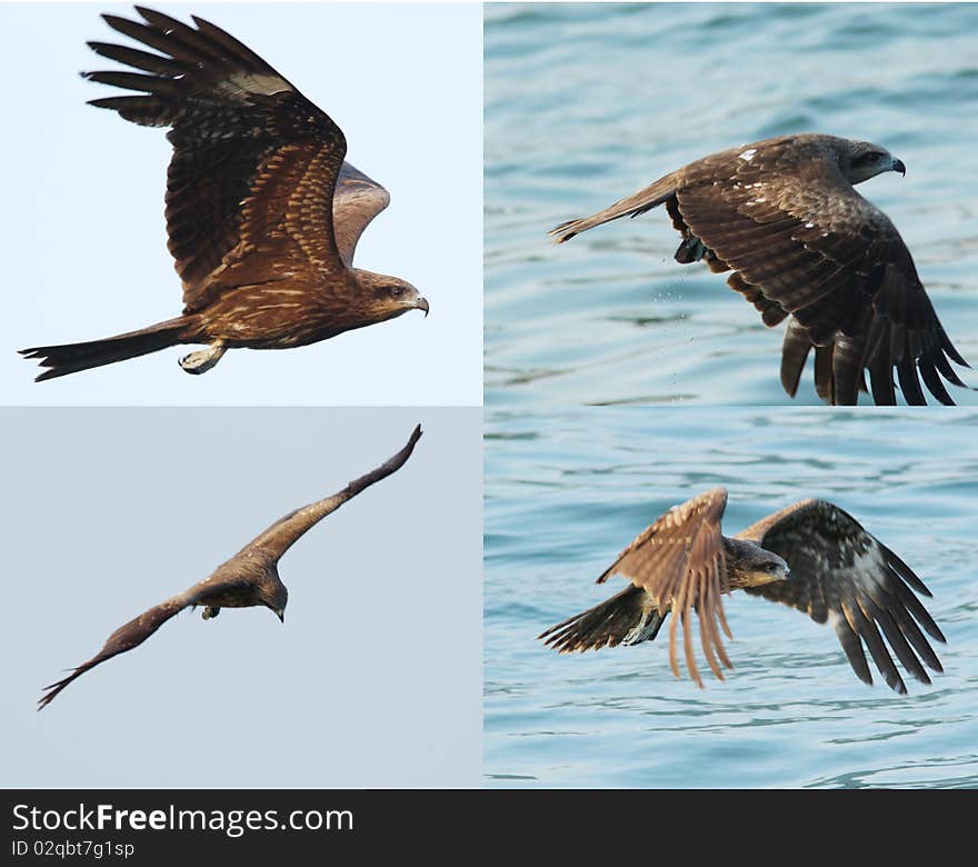 4 Black Kites under blue sky. 4 Black Kites under blue sky