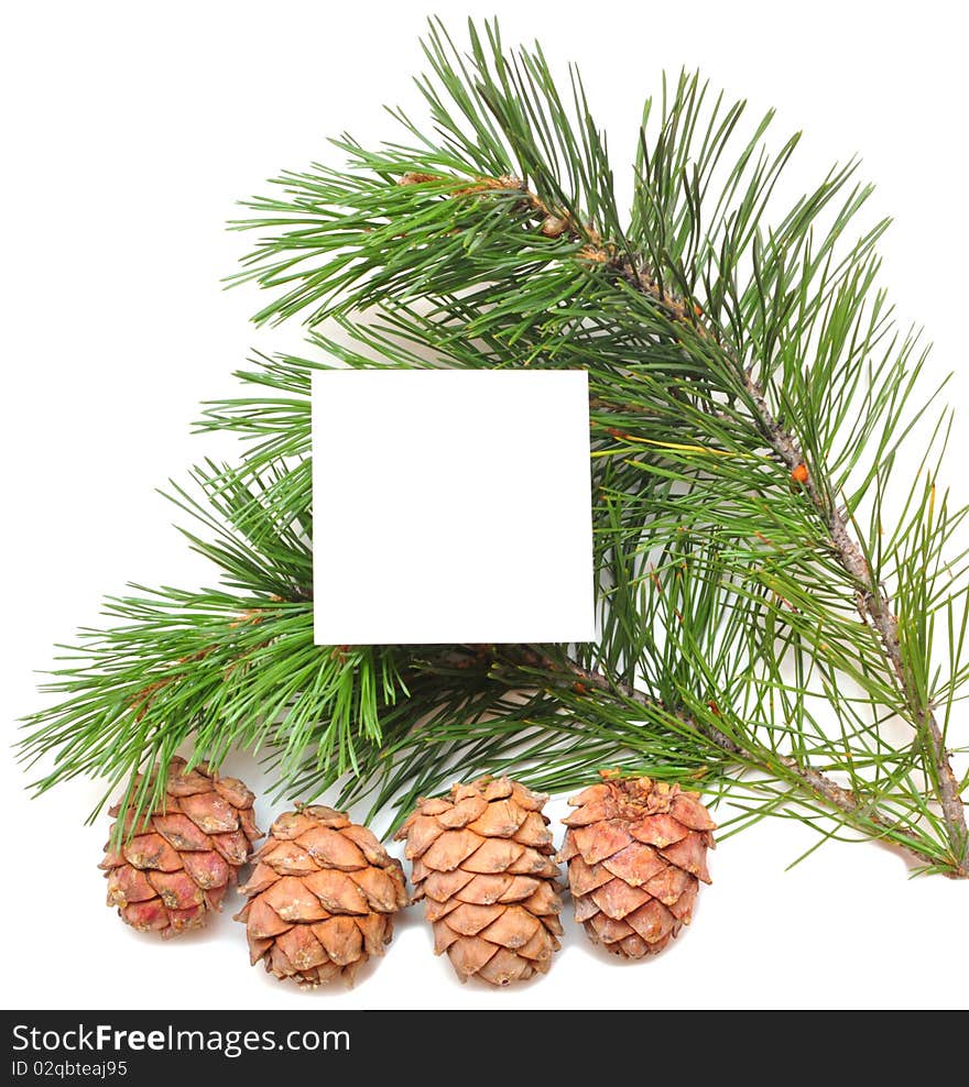 Branch of pine with cones