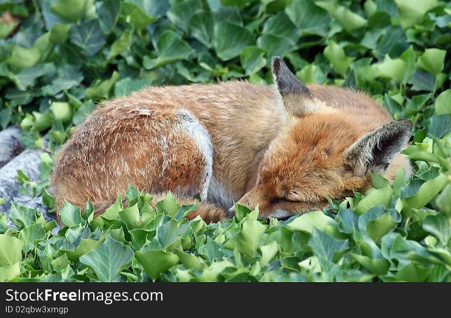 Fox 2 asleep on garage roof