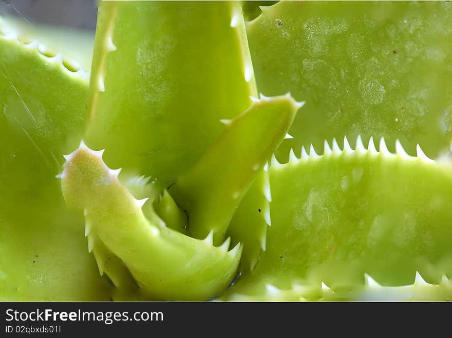 Cactus Macro