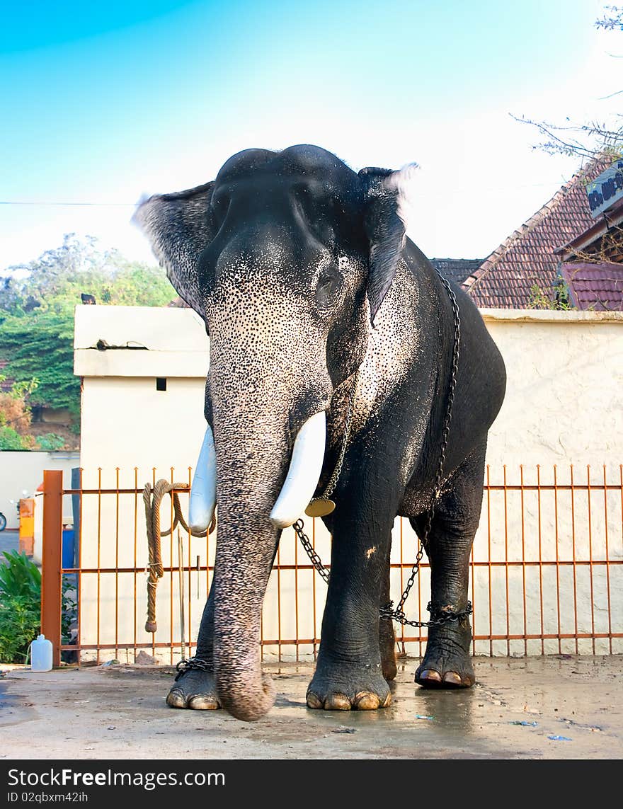 Beautiful giant indian elephant standing near a house, Kerala, India