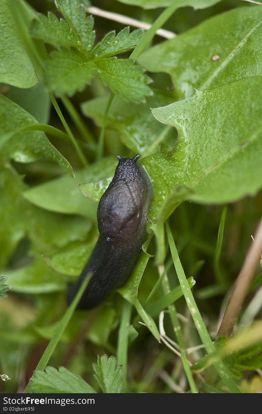 Slug in a Garden, Italy