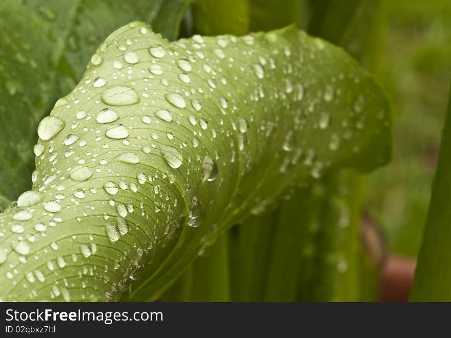 Wet Green Leaves in a Garden