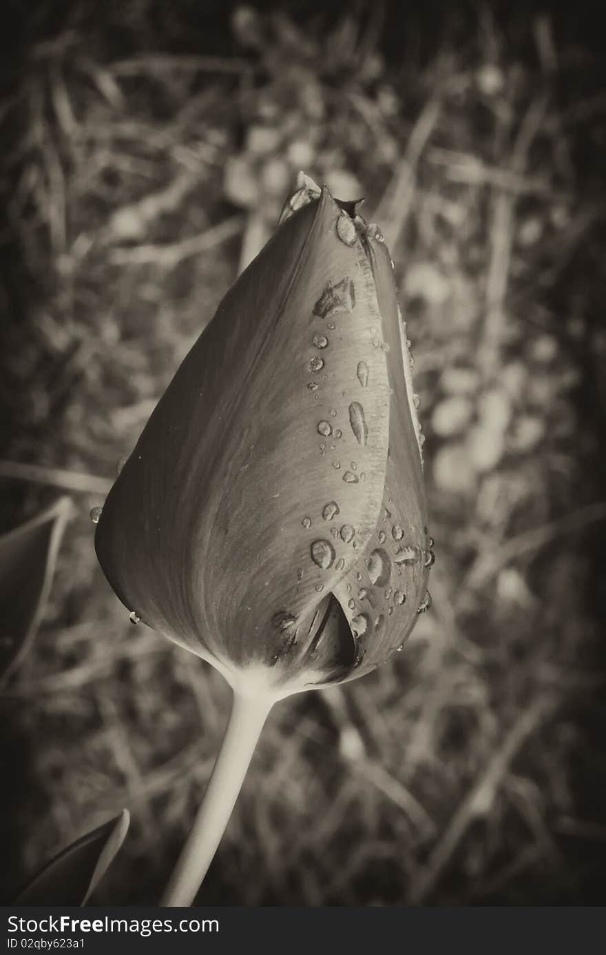 Tulip On A Tuscan Garden, Italy