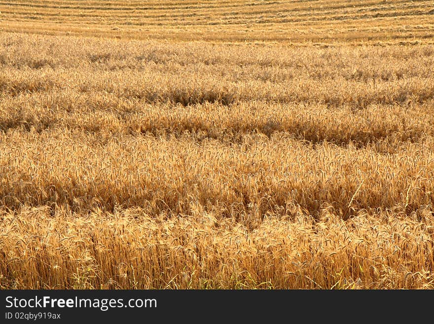 Field of rye