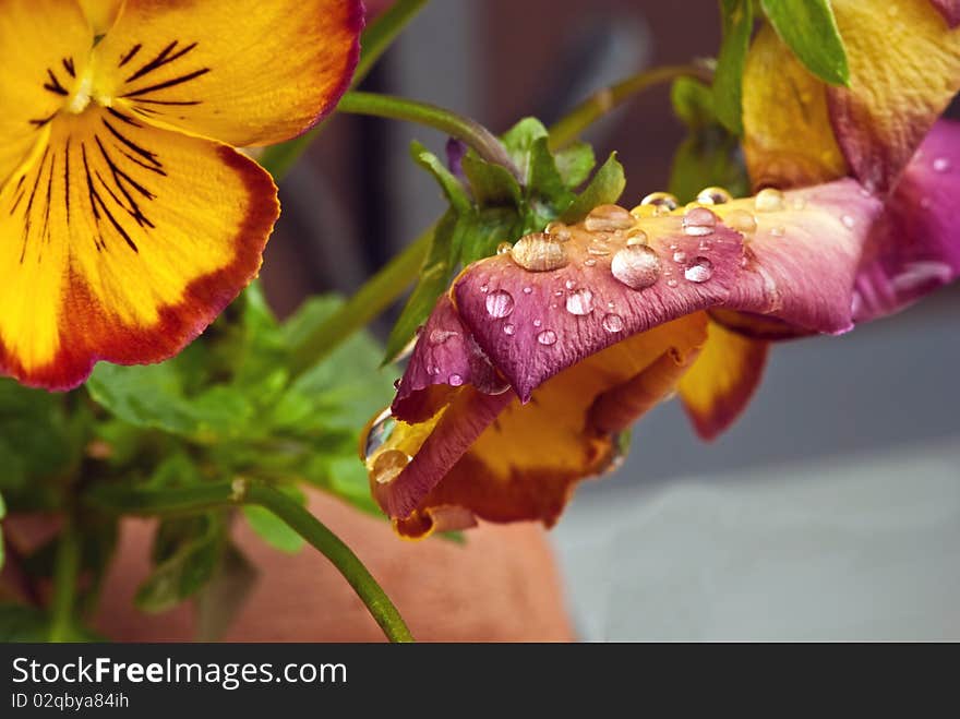 Wet Violet Flowers