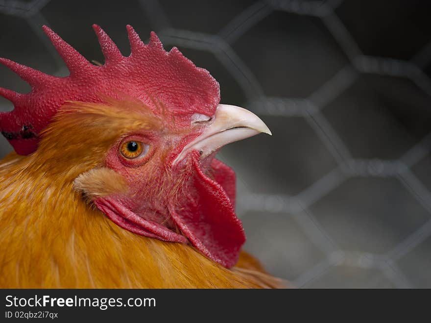 Expression of a Orange Cock in Tuscany