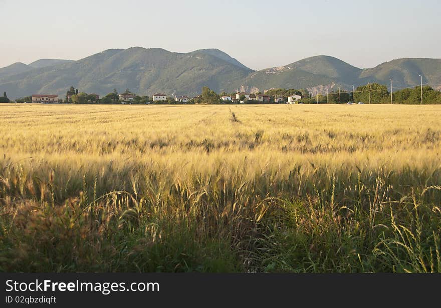 Cornfield In Tuscany Countryside