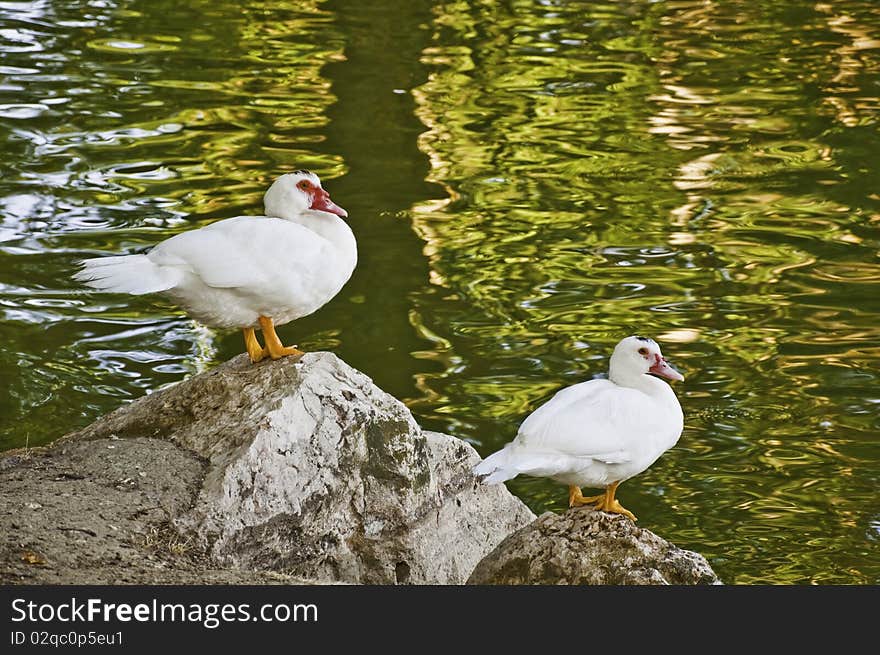 A pair of geese