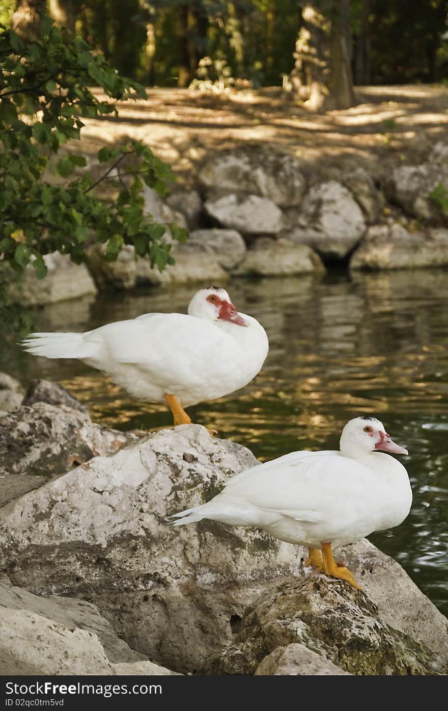 A pair of geese