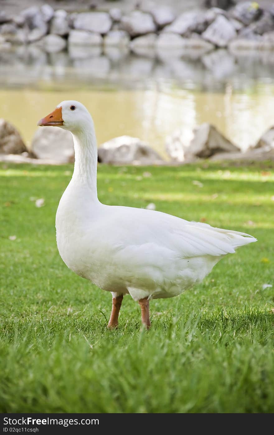 This image shows a goose alerts, vertical format