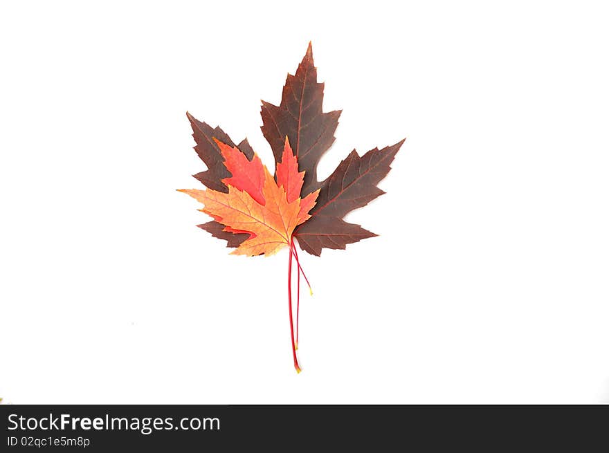 Colorful maple leaves