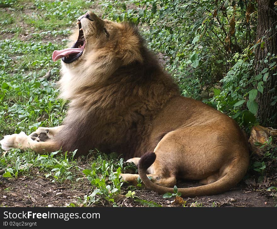 Big male lion