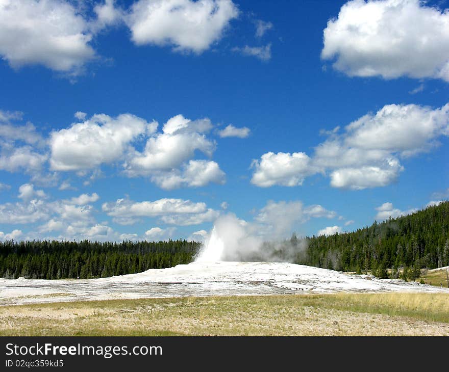 The Famous Old Faithful Geyser in Yellowstone National Park. The Famous Old Faithful Geyser in Yellowstone National Park