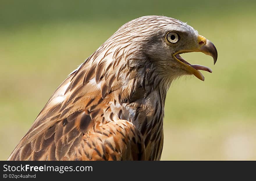 Detail of falcon bird close up